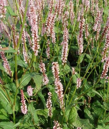 Persicaria a. 'Rosea' geen maat specificatie 0,55L/P9cm - afbeelding 1