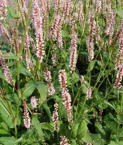 Persicaria a. 'Rosea' geen maat specificatie 0,55L/P9cm - afbeelding 1