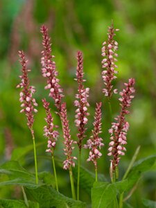 Persicaria a. 'Rosea' geen maat specificatie 0,55L/P9cm - afbeelding 2