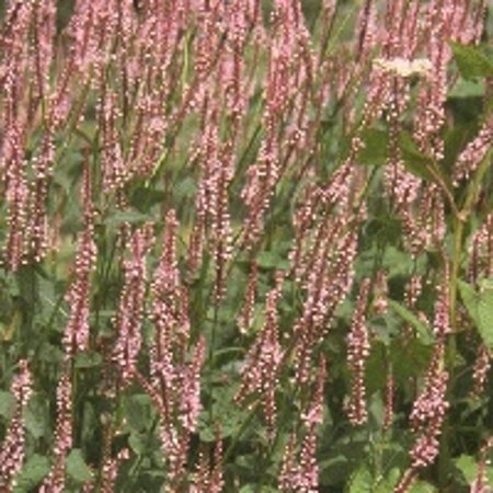 Persicaria a. 'Rosea' geen maat specificatie 0,55L/P9cm - afbeelding 3