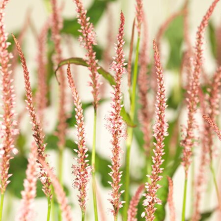 Persicaria a. 'Rosea' geen maat specificatie 0,55L/P9cm - afbeelding 4