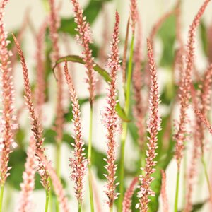 Persicaria a. 'Rosea' geen maat specificatie 0,55L/P9cm - afbeelding 4