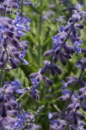 Perovskia atriplicifolia geen maat specificatie 0,55L/P9cm - afbeelding 1