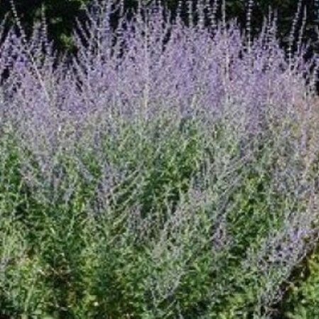 Perovskia atriplicifolia geen maat specificatie 0,55L/P9cm - afbeelding 3