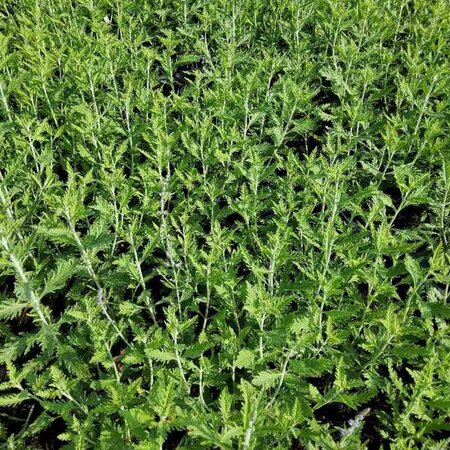 Perovskia atriplicifolia geen maat specificatie 0,55L/P9cm - afbeelding 4