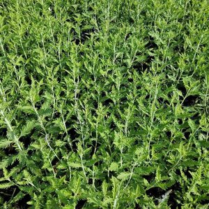 Perovskia atriplicifolia geen maat specificatie 0,55L/P9cm - afbeelding 4
