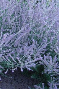 Perovskia atriplicifolia geen maat specificatie 0,55L/P9cm - afbeelding 2