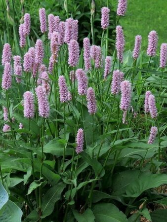Persicaria bistorta geen maat specificatie 0,55L/P9cm - afbeelding 1