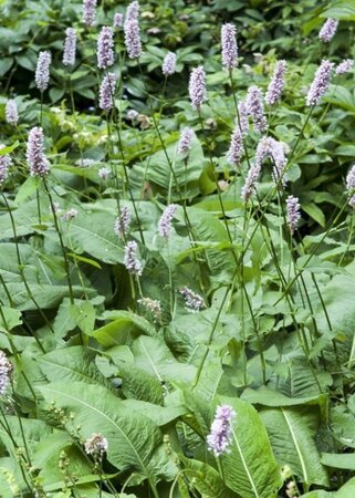 Persicaria bistorta geen maat specificatie 0,55L/P9cm - afbeelding 2