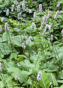 Persicaria bistorta geen maat specificatie 0,55L/P9cm - afbeelding 2