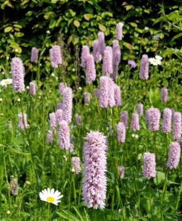 Persicaria bistorta geen maat specificatie 0,55L/P9cm - afbeelding 4