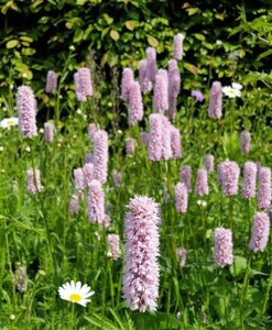 Persicaria bistorta geen maat specificatie 0,55L/P9cm - afbeelding 4