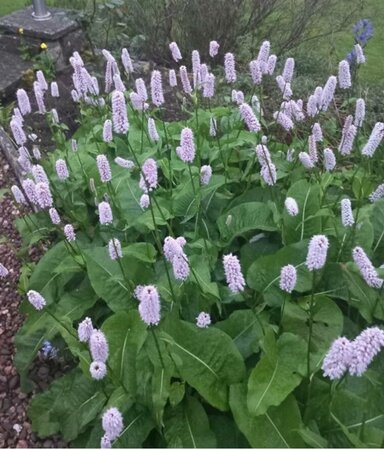 Persicaria bistorta geen maat specificatie 0,55L/P9cm - afbeelding 5