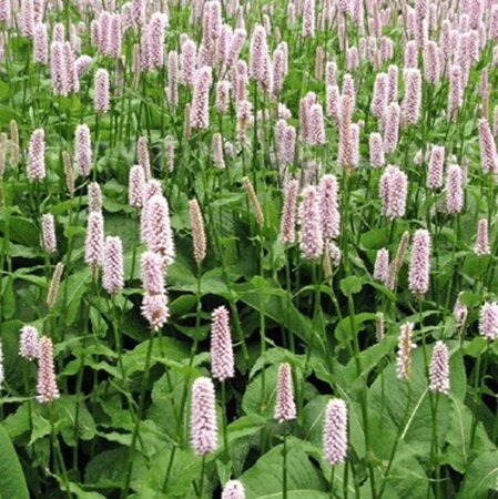 Persicaria bistorta geen maat specificatie 0,55L/P9cm - afbeelding 3