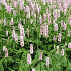 Persicaria bistorta geen maat specificatie 0,55L/P9cm - afbeelding 3