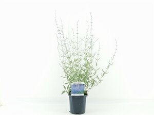 Perovskia 'Blue Spire' 30-40 cm cont. 2,0L