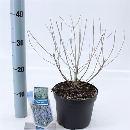 Perovskia 'Blue Spire' 30-40 cm cont. 2,0L - afbeelding 2