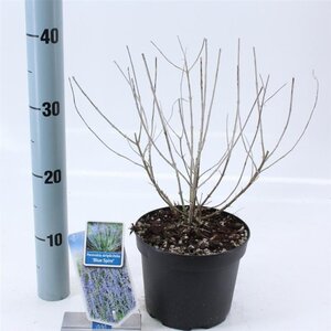 Perovskia 'Blue Spire' 30-40 cm cont. 2,0L - afbeelding 2