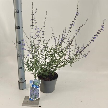 Perovskia 'Blue Spire' 30-40 cm cont. 2,0L - afbeelding 3