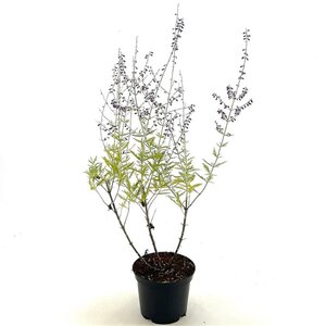 Perovskia 'Blue Spire' 30-40 cm cont. 2,0L