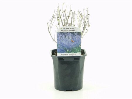 Perovskia 'Blue Spire' 30-40 cm cont. 2,0L - afbeelding 2