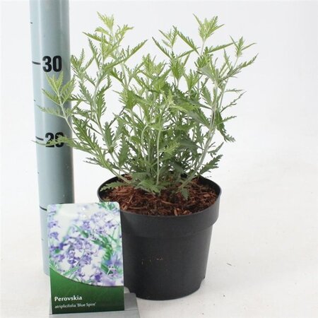 Perovskia 'Blue Spire' 30-40 cm cont. 2,0L - afbeelding 4