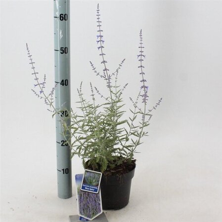 Perovskia 'Blue Spire' 30-40 cm cont. 2,0L - afbeelding 5
