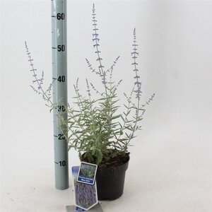 Perovskia 'Blue Spire' 30-40 cm cont. 2,0L - afbeelding 5