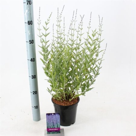 Perovskia 'Blue Spire' 30-40 cm cont. 2,0L - afbeelding 6