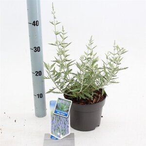 Perovskia 'Blue Spire' 30-40 cm cont. 2,0L - afbeelding 7