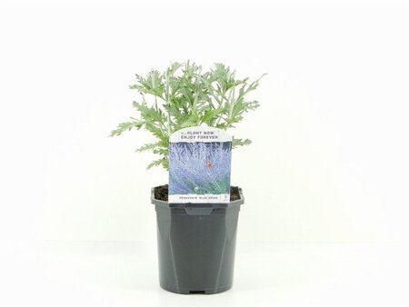 Perovskia 'Blue Spire' 30-40 cm cont. 2,0L - afbeelding 3
