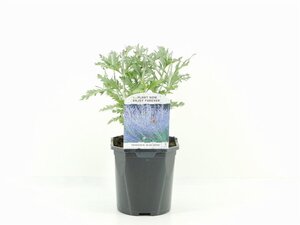 Perovskia 'Blue Spire' 30-40 cm cont. 2,0L - afbeelding 3