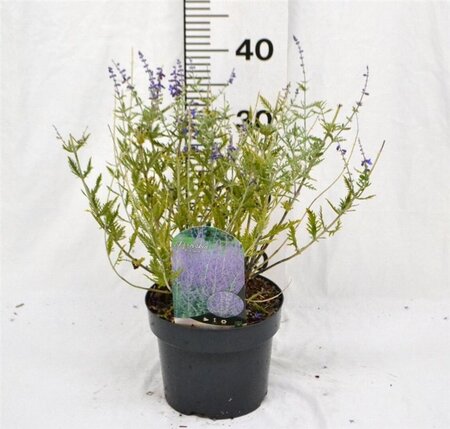 Perovskia 'Blue Spire' 30-40 cm cont. 3,0L - afbeelding 2