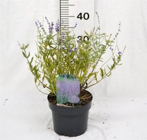 Perovskia 'Blue Spire' 30-40 cm cont. 3,0L - afbeelding 2