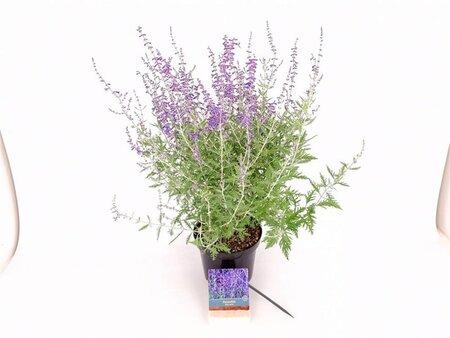 Perovskia 'Blue Spire' 30-40 cm cont. 3,0L - afbeelding 1