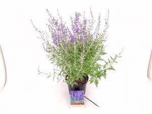 Perovskia 'Blue Spire' 30-40 cm cont. 3,0L