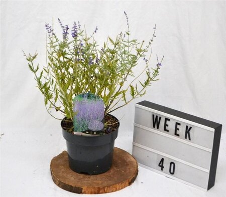 Perovskia 'Blue Spire' 30-40 cm cont. 3,0L - afbeelding 3