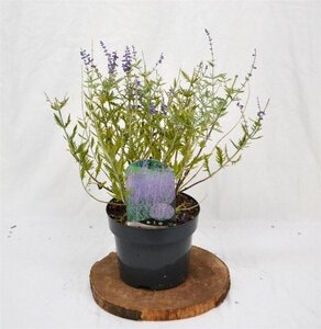 Perovskia 'Blue Spire' 30-40 cm cont. 3,0L - afbeelding 4