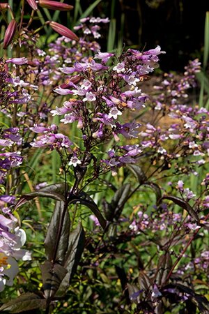 Penstemon 'Dark Towers' geen maat specificatie 0,55L/P9cm