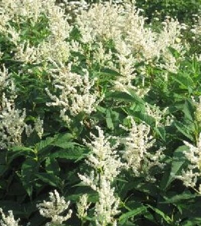 Persicaria 'Johanniswolke'= Aconogonon polym. 'Johanniswolke' geen maat specificatie 0,55L/P9cm - afbeelding 1