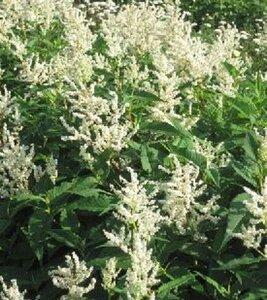 Persicaria 'Johanniswolke'= Aconogonon polym. 'Johanniswolke' geen maat specificatie 0,55L/P9cm - afbeelding 1