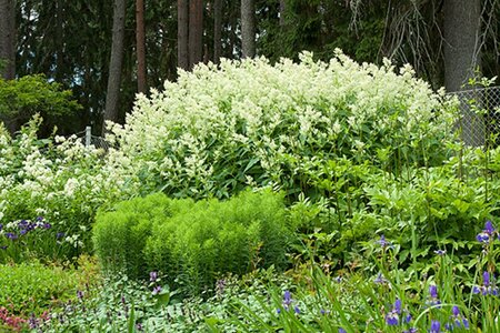 Persicaria 'Johanniswolke'= Aconogonon polym. 'Johanniswolke' geen maat specificatie 0,55L/P9cm