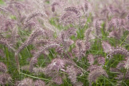 Pennisetum 'Karley Rose' geen maat specificatie 0,55L/P9cm