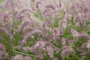 Pennisetum 'Karley Rose' geen maat specificatie 0,55L/P9cm