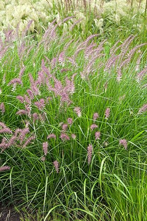 Pennisetum 'Karley Rose' geen maat specificatie 0,55L/P9cm - afbeelding 3