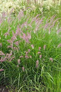 Pennisetum 'Karley Rose' geen maat specificatie 0,55L/P9cm - afbeelding 3