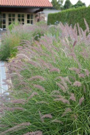 Pennisetum 'Karley Rose' geen maat specificatie 0,55L/P9cm