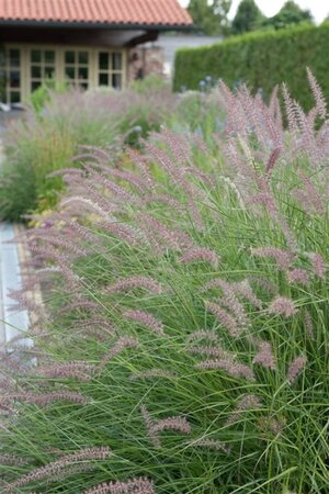 Pennisetum 'Karley Rose' geen maat specificatie 0,55L/P9cm - afbeelding 4