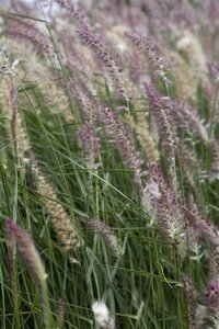 Pennisetum 'Karley Rose' geen maat specificatie 0,55L/P9cm - image 2