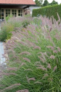 Pennisetum 'Karley Rose' geen maat specificatie 0,55L/P9cm - image 4